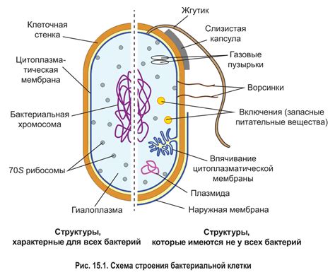 Генетический материал и его упаковка в клетках эукариот и прокариот