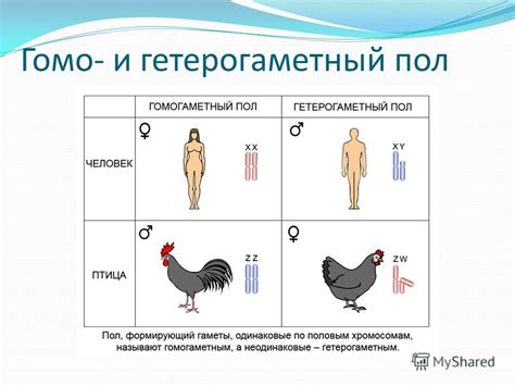 Генетическое наследование через пол – основной способ передачи генов