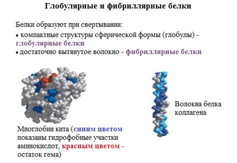 Глобулярные и фибриллярные белки: в чем разница?