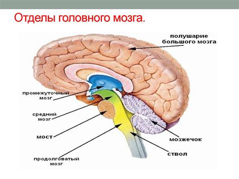 Головной мозг: ключевой орган