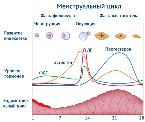 Гормональные трансформации и зрелость яйцеклетки