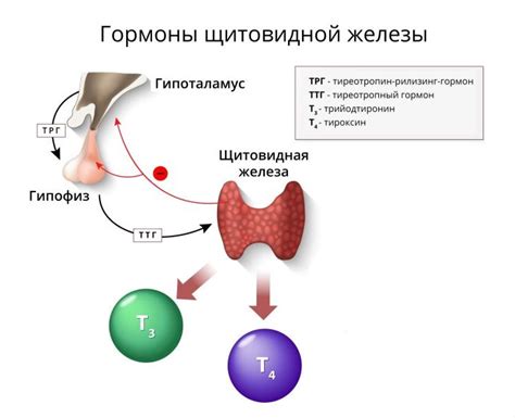 Гормон ТТГ: роль и норма