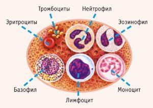 Гранулоциты у женщин: причины и последствия