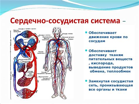 Грецкие орехи и сердечно-сосудистая система