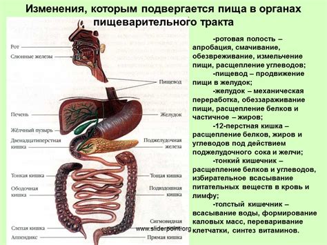 Грудное отделение пищеварительного тракта и рвота с кровью