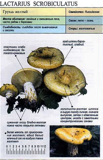 Грузди: особенности и применение