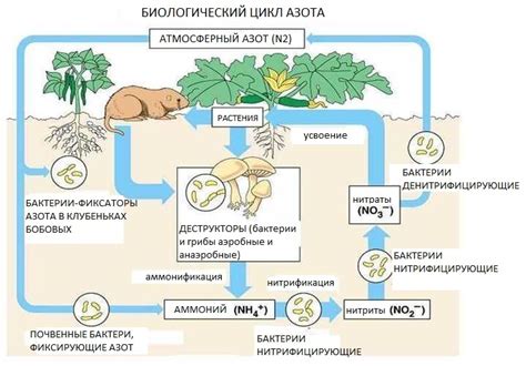 Декоративнолиственные растения и азот