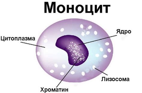 Диагностика вакуолизации моноцитов у ребенка