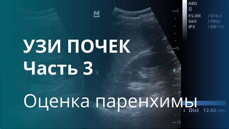 Диагностика и лечение повышенной эхогенности паренхимы