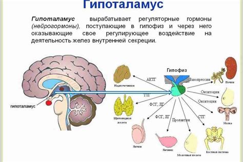 Диагностика недостатка ЛГ гормона у мужчин