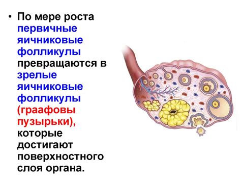 Диагностика проблем с половой системой