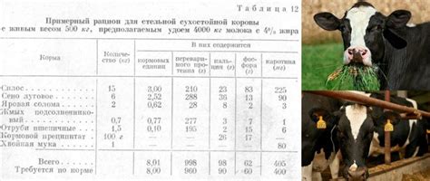 Добавление масла в рацион коровы