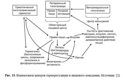 Дополнительные методы управления уровнем лептина у женщин