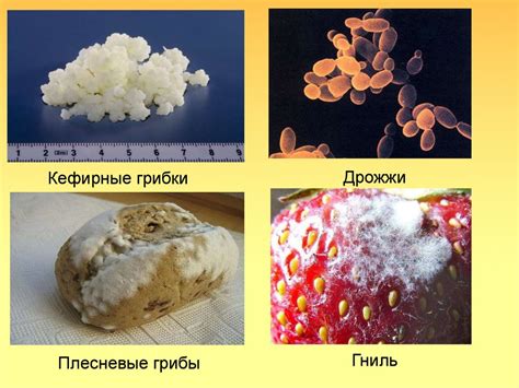 Дрожжи r: функциональность и роль