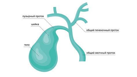 Желчный пузырь: хранение и концентрация желчи