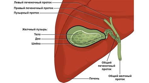 Желчный пузырь - строение и роль