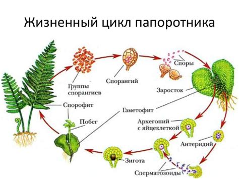 Жизненный цикл и биоорганизация