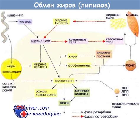 Жиры: механизм их расщепления в организме