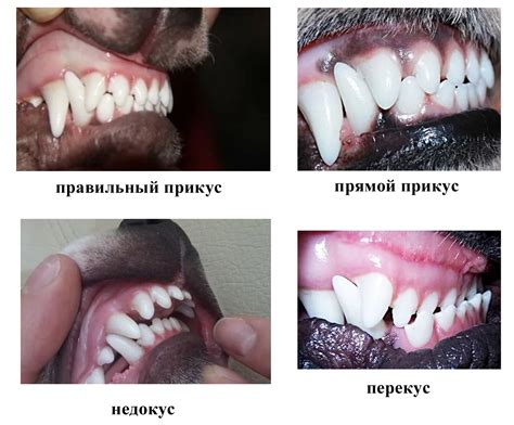 Заболевания полости рта у собаки