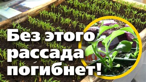 Закаливание семян для укрепления растений