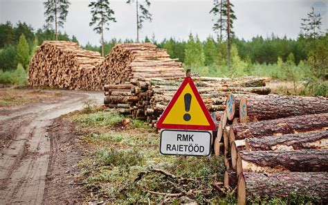 Замерзание древесины: подходы и последствия