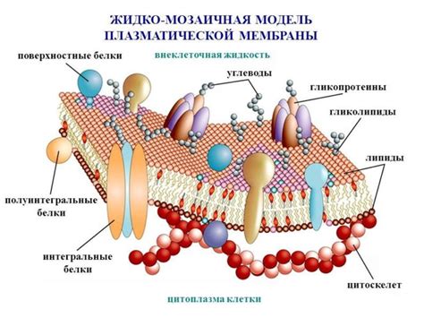 Защитные функции мембраны