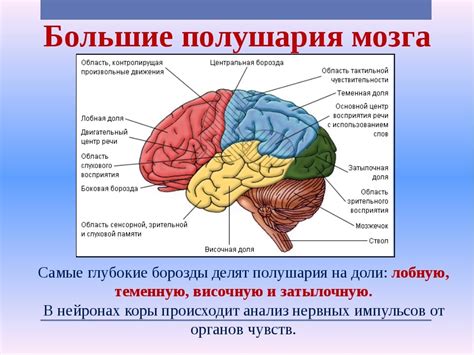 Значение активности левого полушария мозга у ребенка