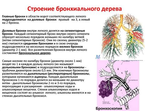 Значение бронхов в дыхательном процессе