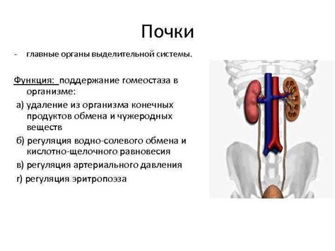 Значение выделительной системы для сохранения гомеостаза