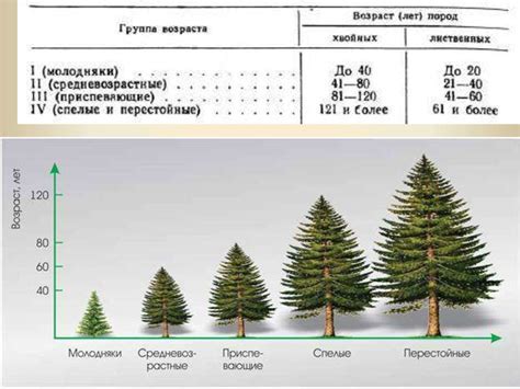 Значение годичных колец для определения возраста деревьев