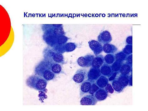 Значение клеток цилиндрического эпителия без атипии для организма