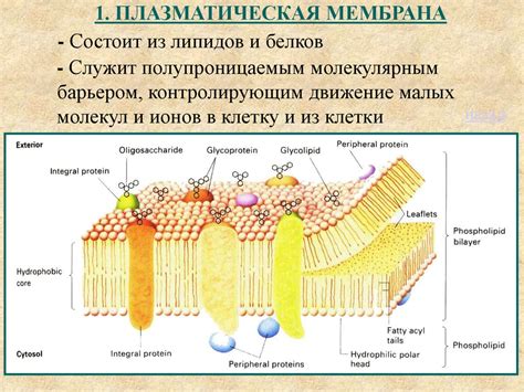 Значение клеточной мембраны