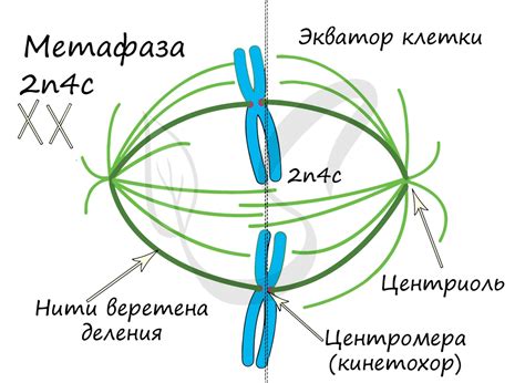 Значение митоза в генетике