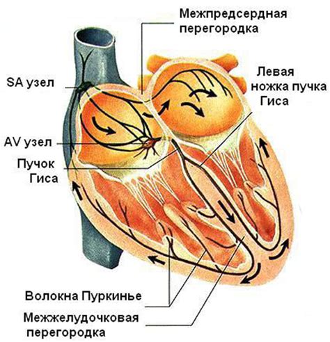 Значение нормосистолии для сердечной системы