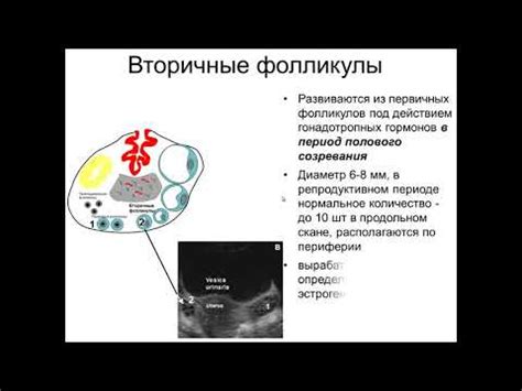 Значение плоского эпителия в организме