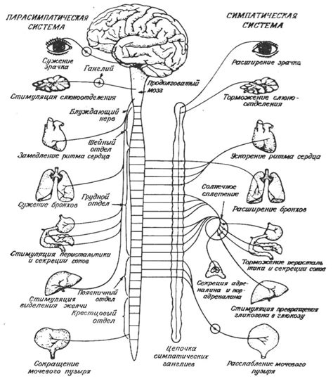 Значение симпатической и парасимпатической нервной системы для органов и систем организма
