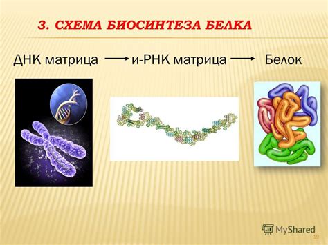 Значение синтеза белка для организма