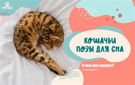 Значение сна о кошке с блохами