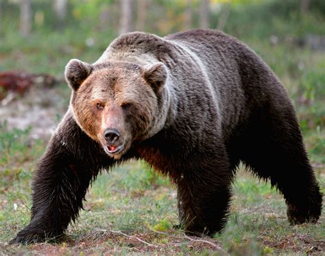 Значение убегания от медведей в сновидении