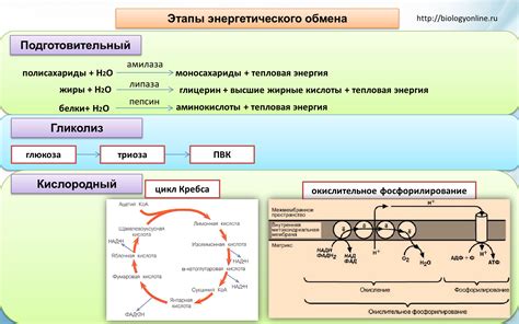 Значение углеводов для энергетического обмена