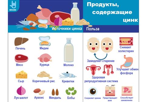 Значение цинка для репродуктивной системы