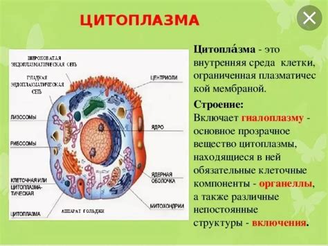 Значение цитоплазмы для функционирования клетки