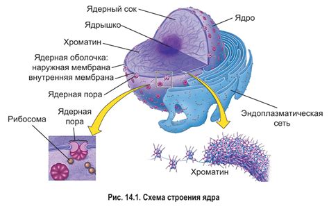 Значение ядра в клетках растений