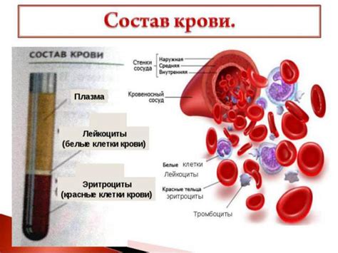 Значимость крови для человека