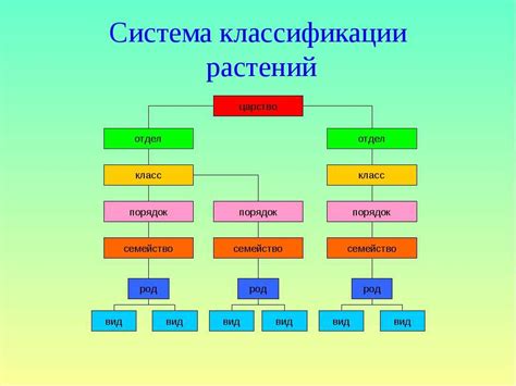 Иерархия систематики