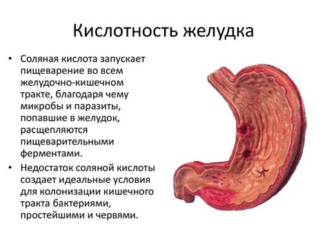 Изменения кислотности в желудке во время голодания