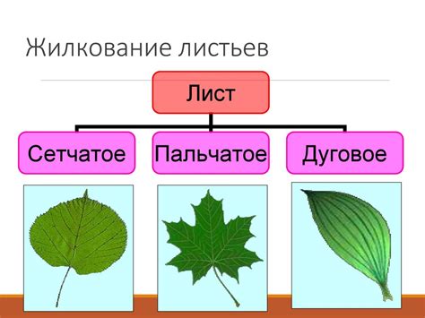 Изучаем разнообразие листьев