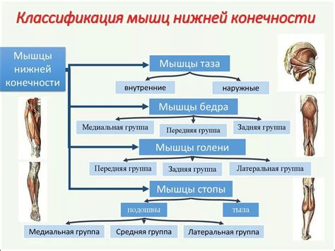 Изучение функции и мышц нижних конечностей