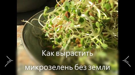 Интересные идеи использования микрозелени в кулинарии