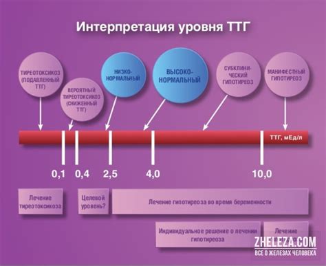 Интерпретация результатов анализа ТТГ